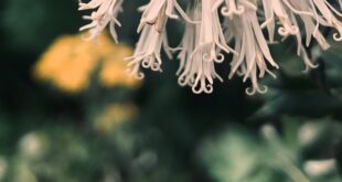 Kombucha Basics and Tricks Exposed